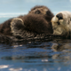 sea otter with pup